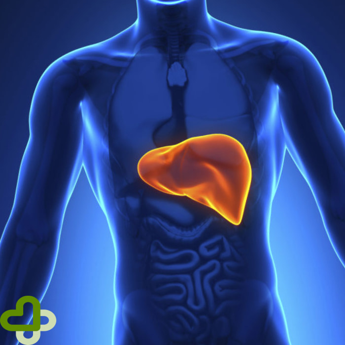 Печень человека